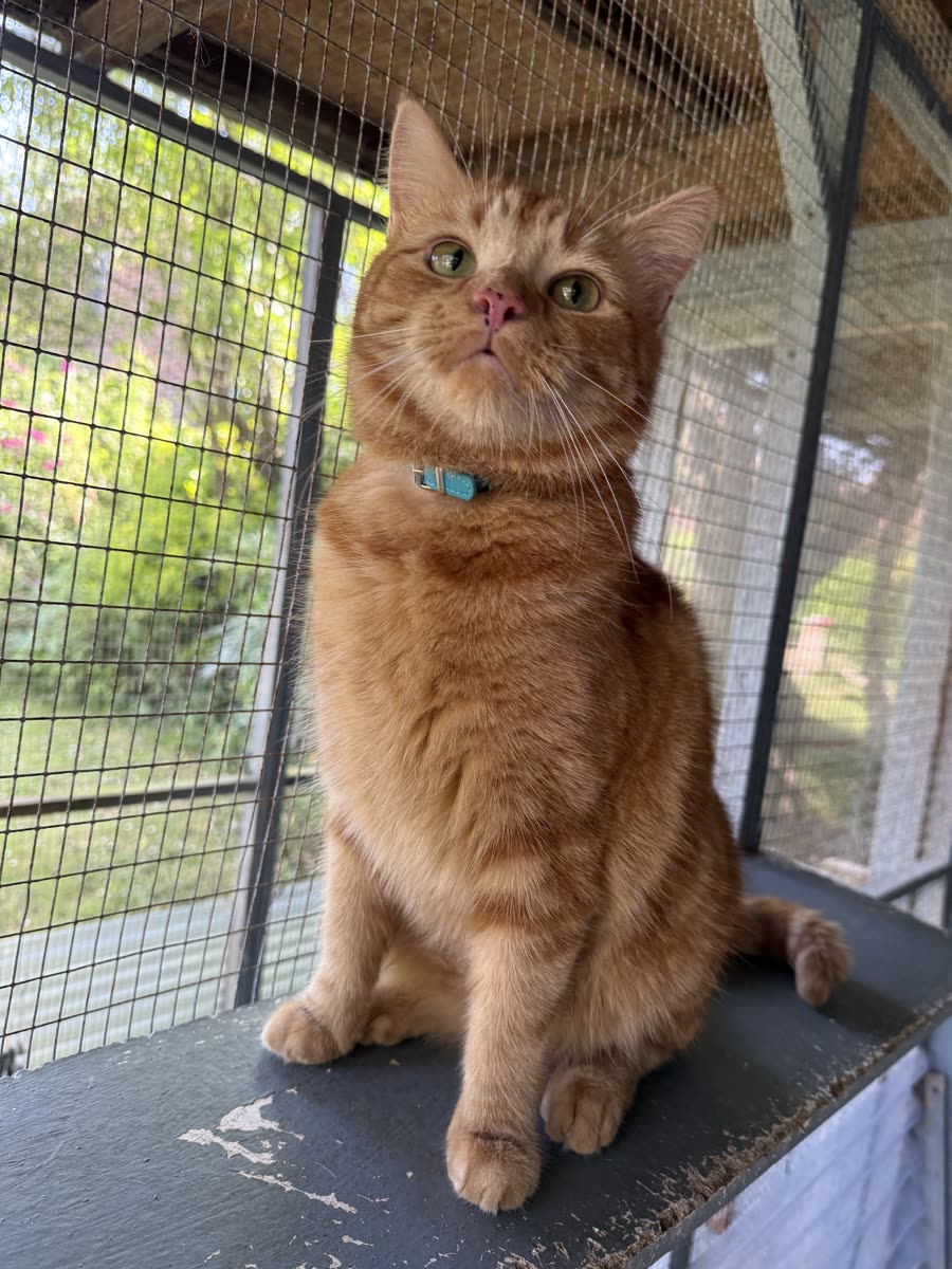 Marmalade, Chief Composure Officer